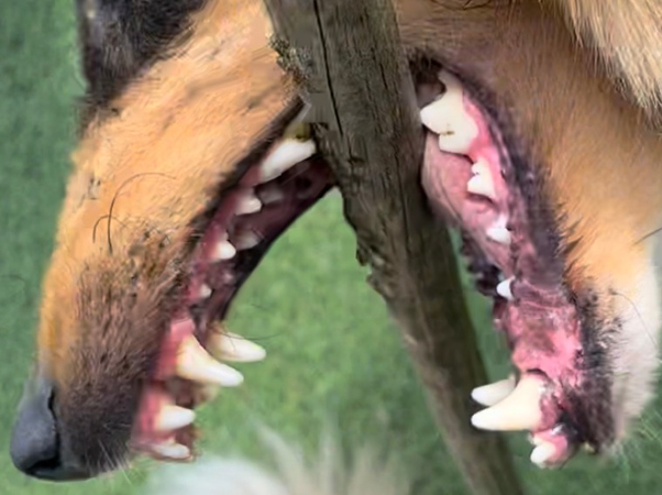 Dog's teeth