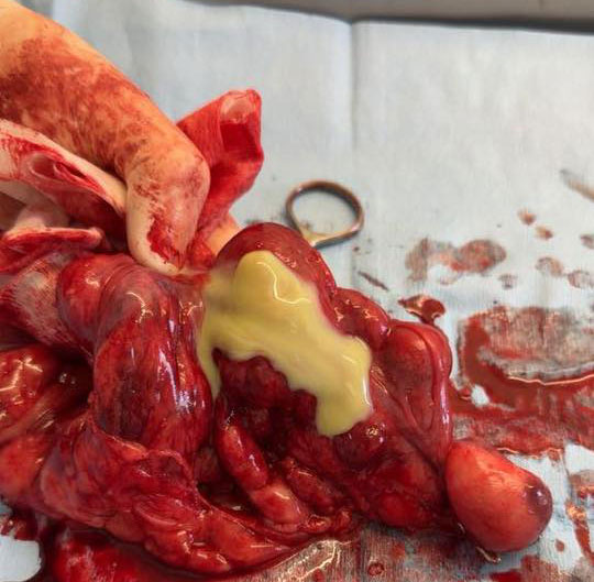 Canine pyometra
