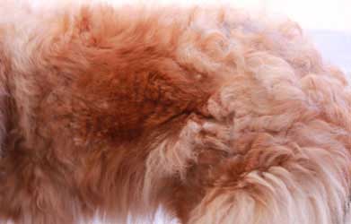 Second view of a Rough Collie's changed coat following emergency spaying for pyometra