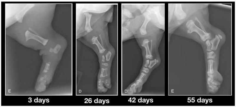 X-ray of a ten-week-old puppy