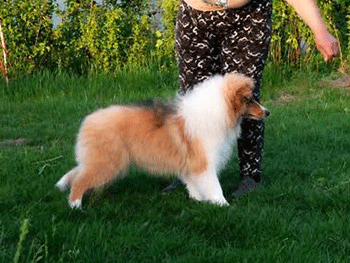 Actis Rough Collie puppy