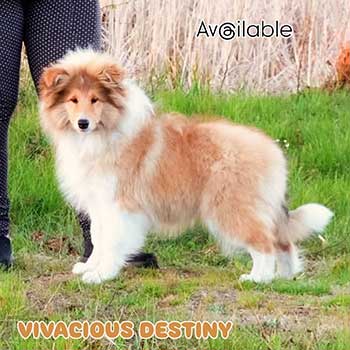 Actis puppy