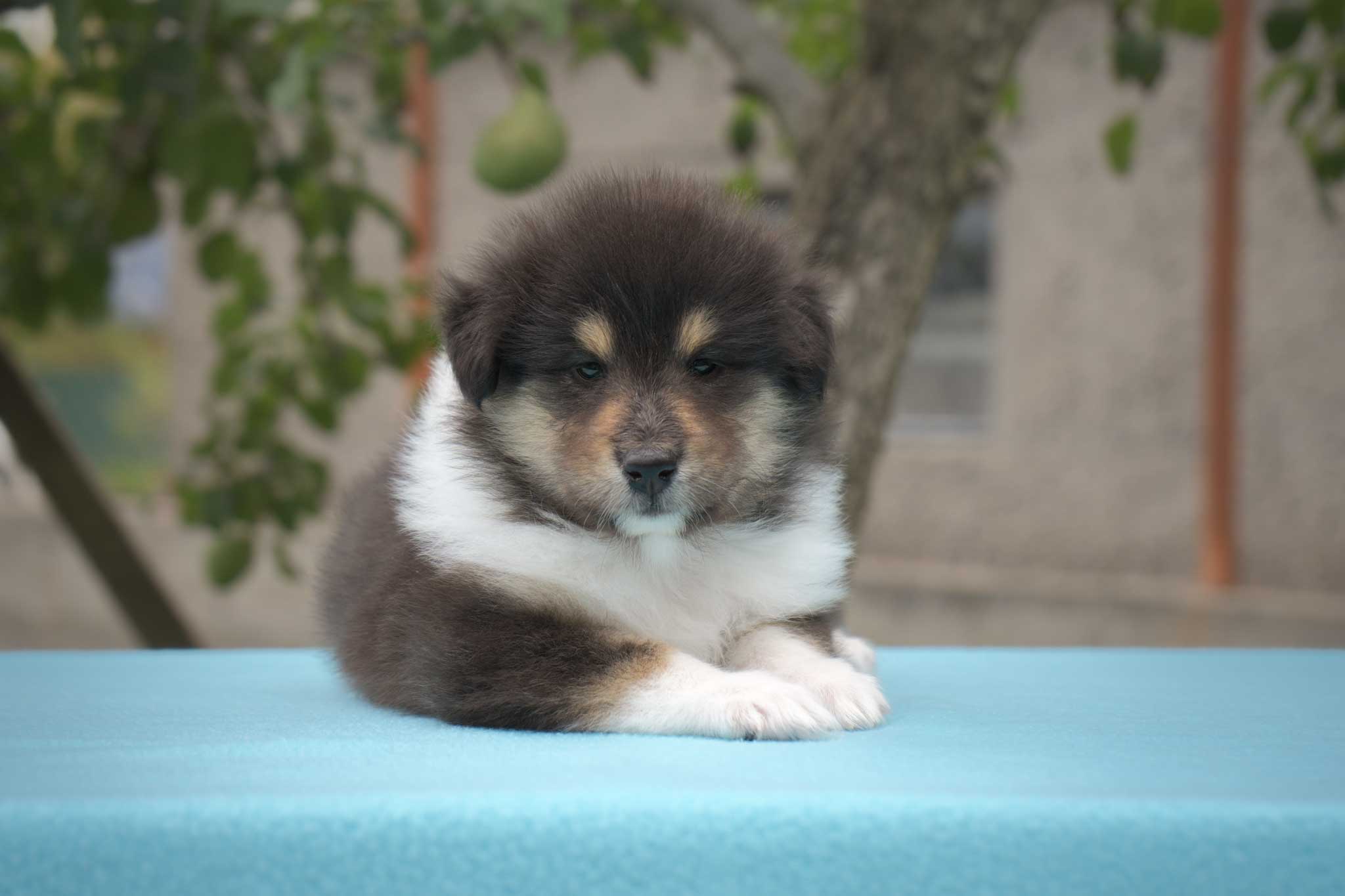 Dulcamara - female Rough Collie puppy