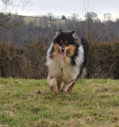 Collie photograph - d