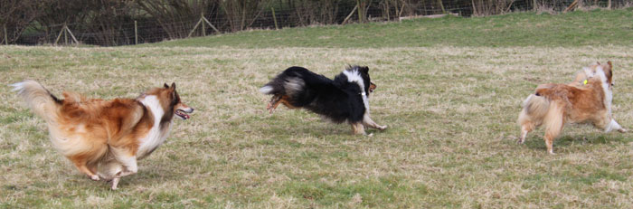 Rough or Smooth Collie - day3c