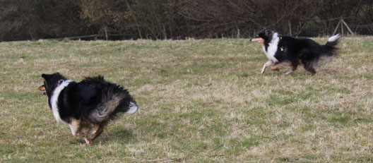 Rough or Smooth Collie - day3e