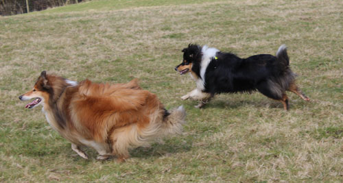 Rough or Smooth Collie - day3f