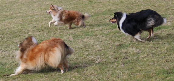 Rough or Smooth Collie - day3g