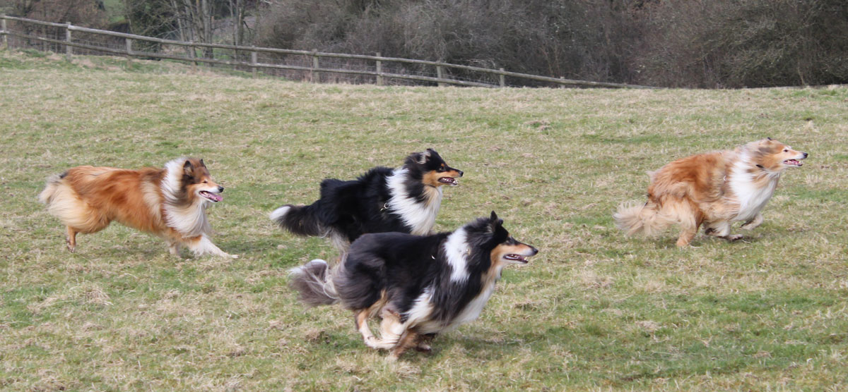 Collie photograph - dogs