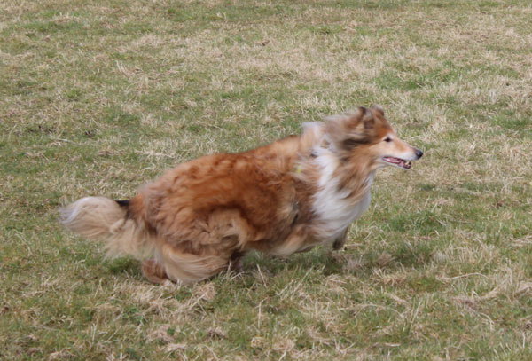 Collie photograph - tara