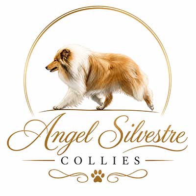 Angel Silvestre Collies