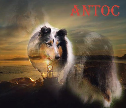 Antoc Rough Collies