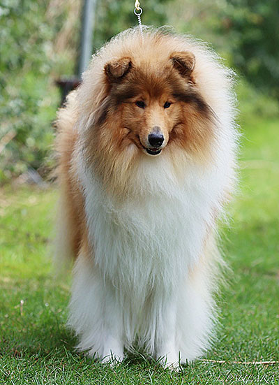 Avonfair Aloysius in September 2025