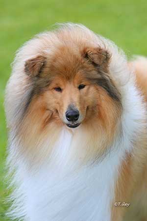 Avonfair Aloysius in May 2026