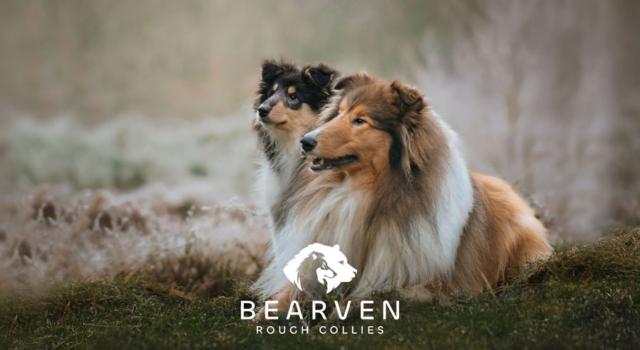 Bearven Rough Collies