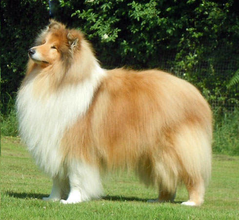Champion Beldones Double Diamond