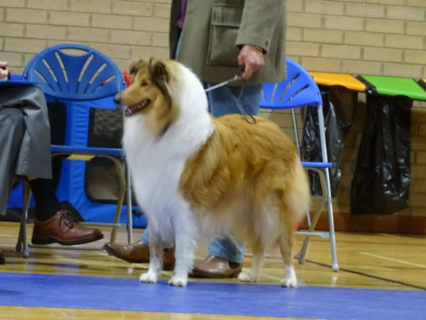 Kyon relaxing in the ring