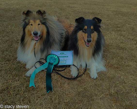 Cambrogan Rough Collie obedience