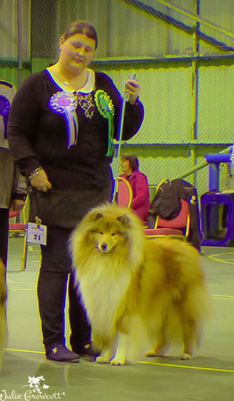 Will at Midland Collie Club Championship Show