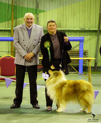 Will at Midland Collie Club