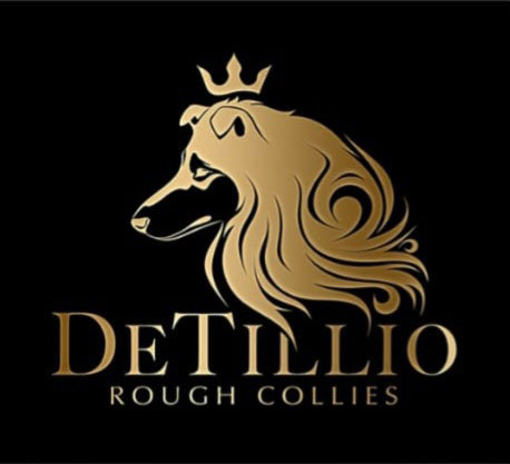 DeTillio Rough Collies
