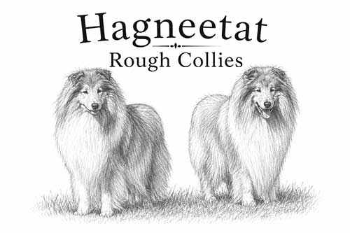 Hagneetat Rough Collies