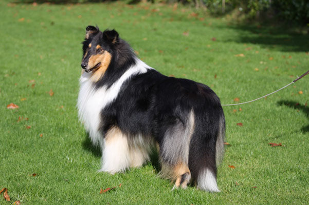 Ingledene Mr Majestic, Harley