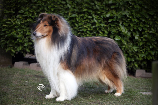 Champion Ingledene Spirit of Legend JW