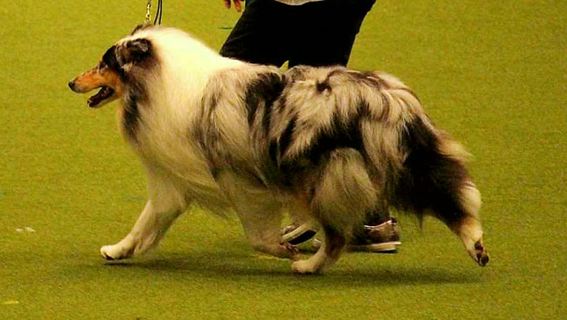 Ingledene Mercury Risin at Crufts 2020
