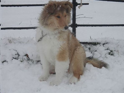 Ingledene Rough Collie