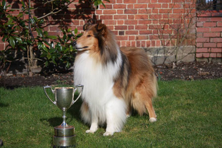 Ingledene Rough Collie