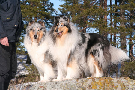 Ingledene Rough Collie