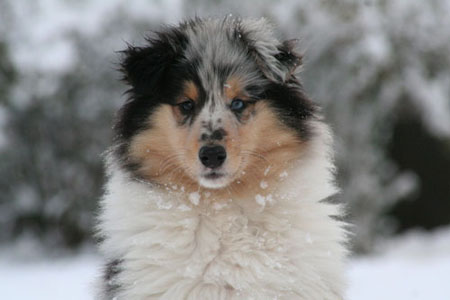 Rough Collie head study