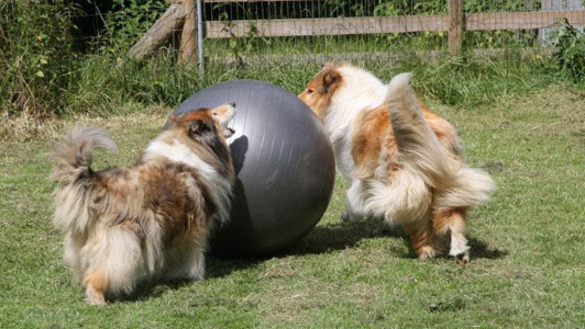 Rough Collie playing with a ball