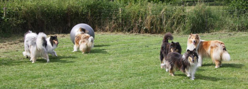 Rough Collie playing with a ball