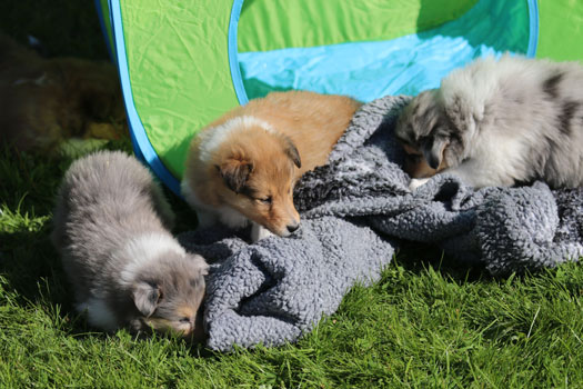Ingledene Rough Collie May 2016
