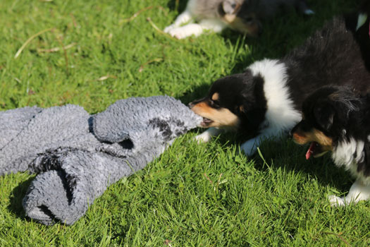Ingledene Rough Collie May 2016