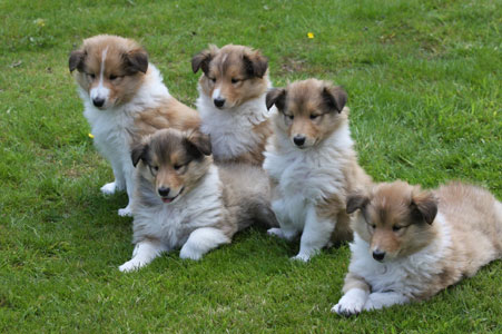 Group of Ingledene puppies