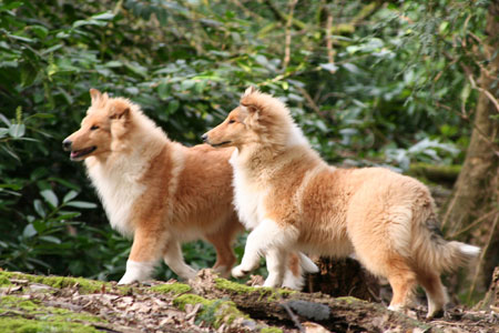 Sable puppies