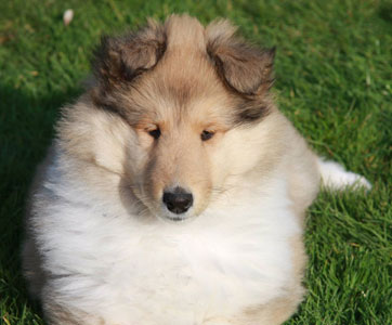 Sable puppy