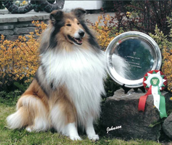 Ingledene Rough Collie
