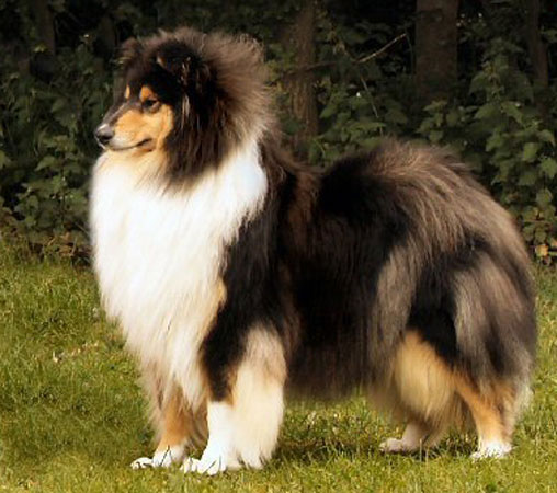 Tika, Best in Show
