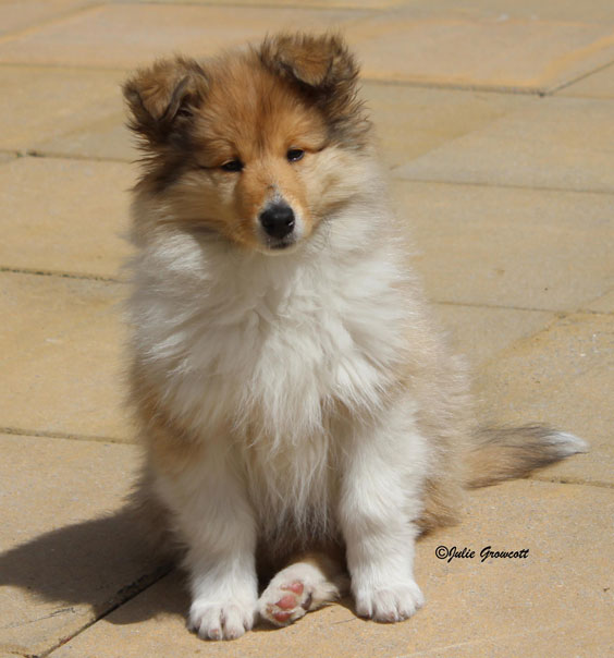 Collie photograph - Teishamay