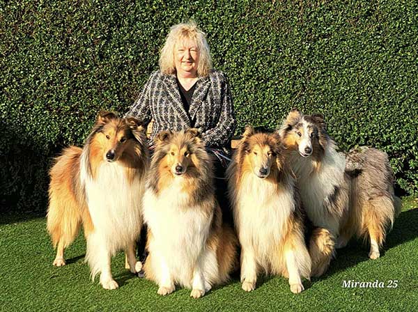 Mejola Rough Collies