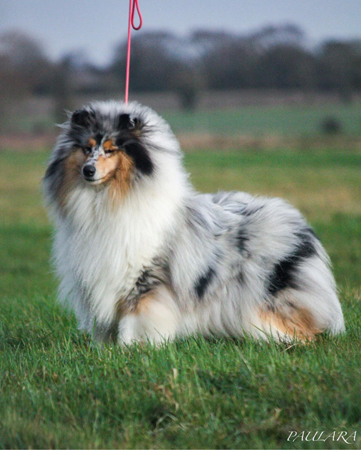Delfluvia Blue Raine