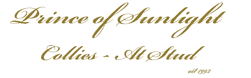 Prince of Sunlight Stud Dogs