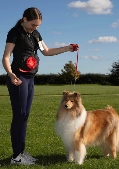 Samshernik Rough Collie