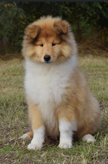 Samshernik Rough Collie