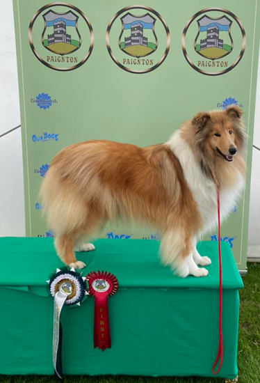 Samshernik Rough Collie