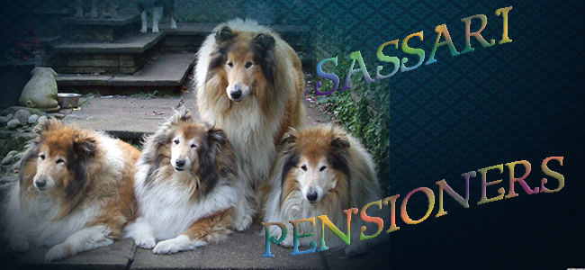 Sassari Rough Collies - Pensioners